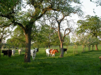 Obstwiese