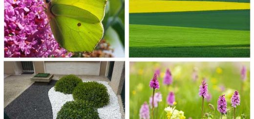 Collage zum 2. NRW-Naturschutztag - Fotos: Wilhelm Stein, Jutta Fricke, Iris Bartel, Annemarie Berlin