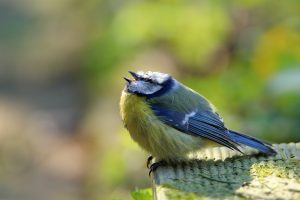 Kranke Blaumeise - Foto: NABU/O. Schäfer