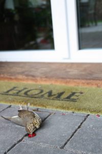 Singdrossel nach Aufprall an Verandafenster (Foto: NABU/A. Wolff)