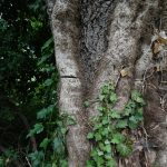 Durchtrennter Efeutrieb bei den Sieben Quellen (Foto: G. Maxam)