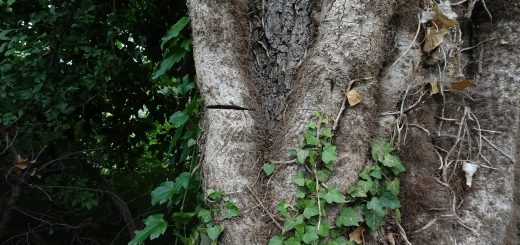 Durchtrennter Efeutrieb bei den Sieben Quellen (Foto: G. Maxam)