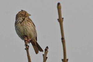 Grauammer - Foto: Ulrich Schwenk